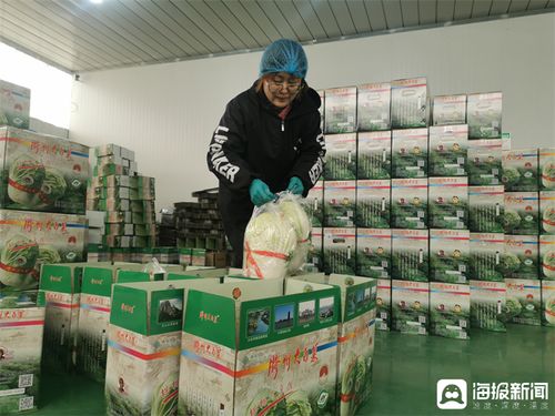 從田間地頭到品牌餐桌 膠州大白菜的“出圈”之路與專業化生產服務